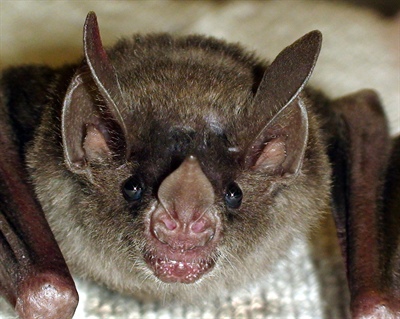 Теркин в зоопарке